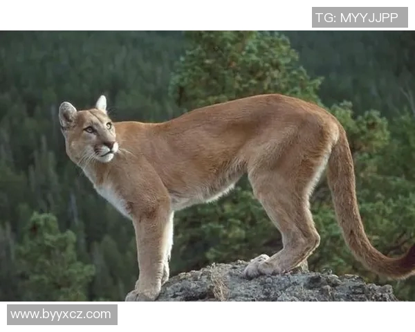 阿特拉斯与美洲狮的精彩对决结果揭晓，谁将胜出成焦点